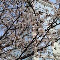 🌸武昌理工學院櫻花季，浪漫大爆發🌸