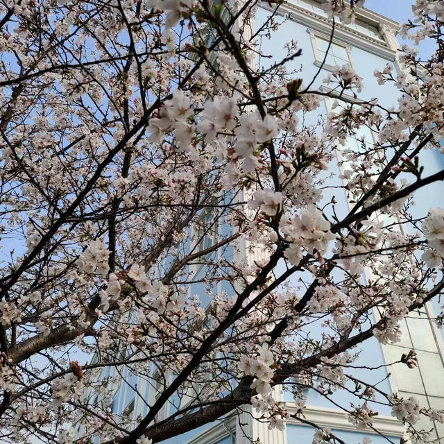 🌸武昌理工學院櫻花季，浪漫大爆發🌸
