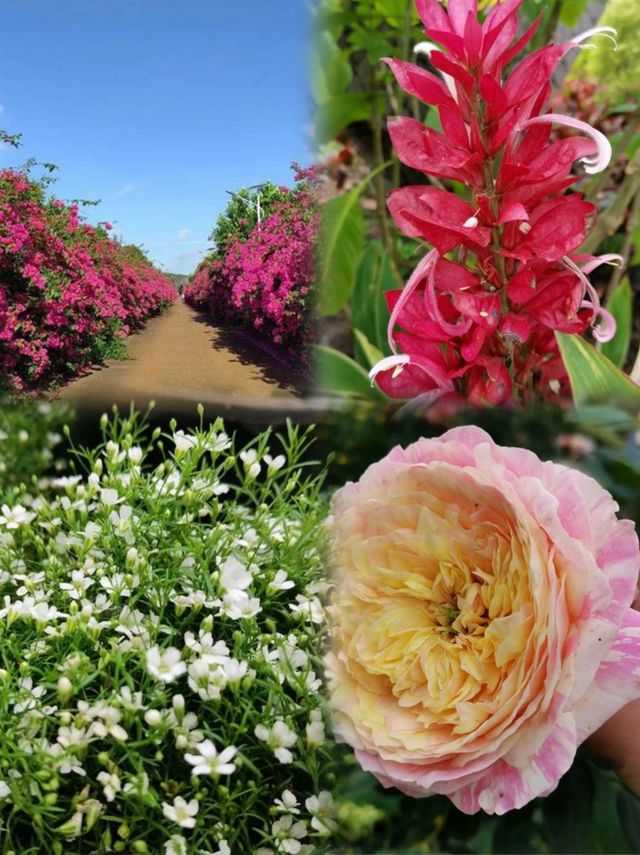 被阿爸阿媽讚爆！湛江4天3夜神仙賞花路線