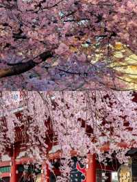 東京嘅春天，連地鐵報站聲都充滿住櫻花香
