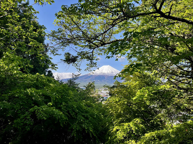 A Day with Fuji