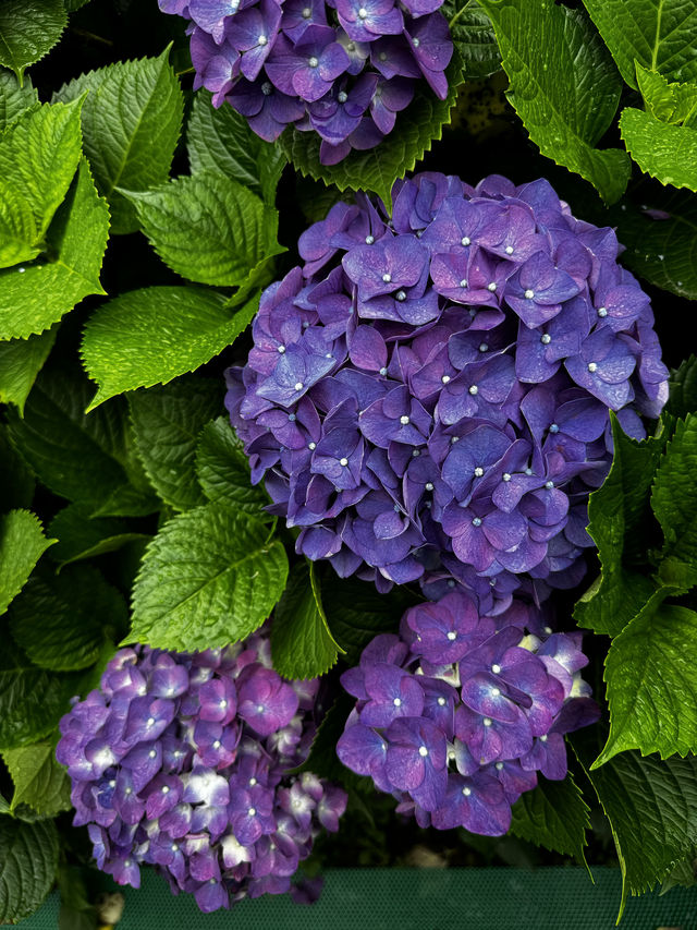 🌸 台灣散步｜陽明山·竹子湖｜山谷裡的繡球花