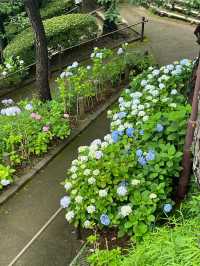 東京賞繡球花 | 多摩川台公園祕境