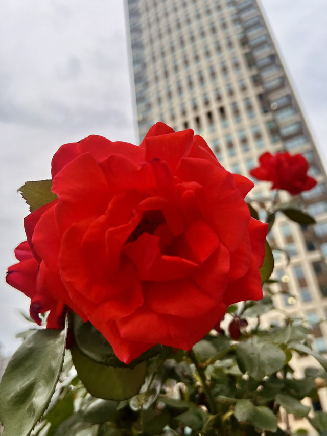 Secret Garden in Taikoo Hui Mall - A Pet Haven