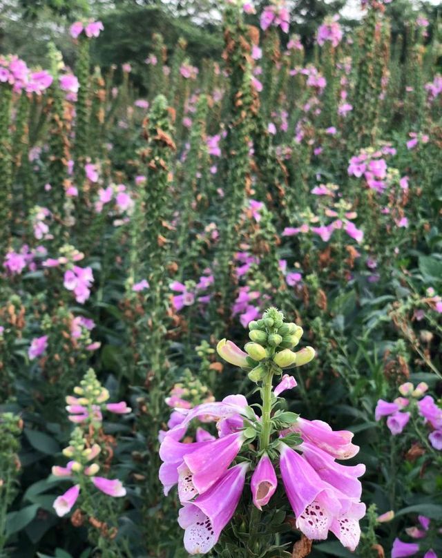 漫花莊園