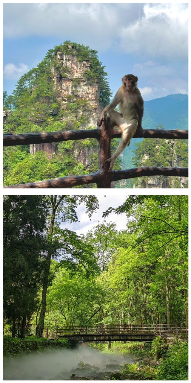 天上人間張家界 心之所向天門山