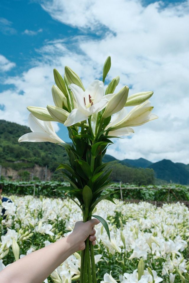 福州限定浪漫！呢片高過人嘅百合花海藏唔住啦～