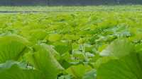 圓明園雨荷攝影指南