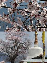 波密桃花溝：邂逅一場春日嘅粉色浪漫
