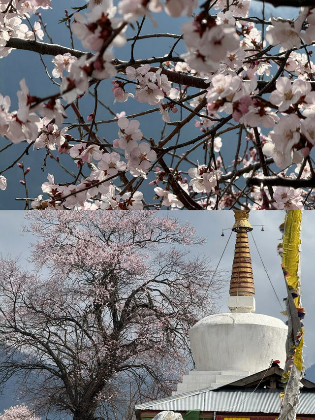 波密桃花溝：邂逅一場春日嘅粉色浪漫