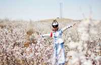 太僕寺旗杏花季，錯峰賞花，獨享花海