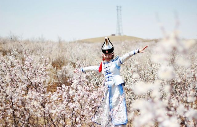 太僕寺旗杏花季，錯峰賞花，獨享花海