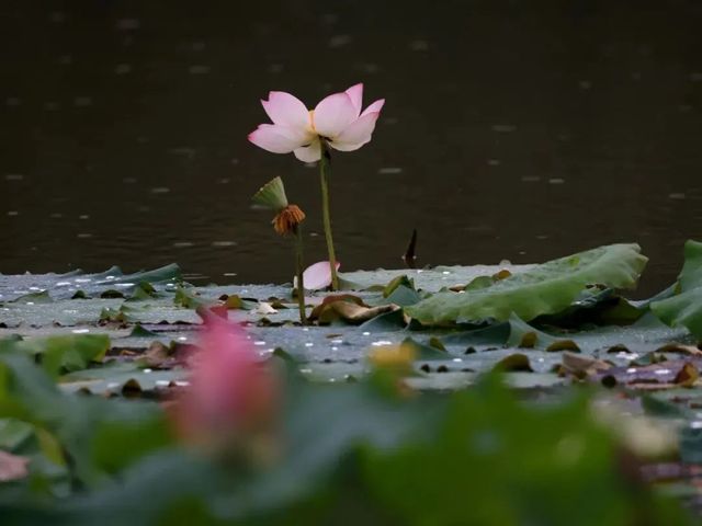 野趣荷塘，白鷺與荷花同框