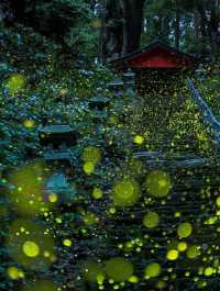 接下來嘅江浙滬｜將墜入流星同螢火共舞嘅夢幻夜||