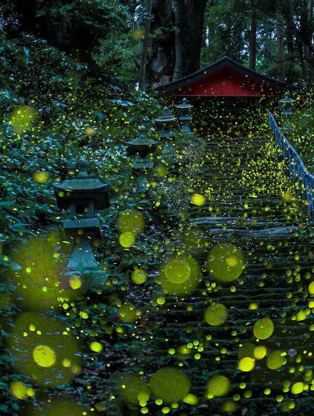 接下來嘅江浙滬｜將墜入流星同螢火共舞嘅夢幻夜||
