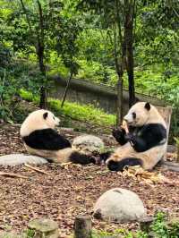 成都大熊貓繁育研究基地遊覽攻略