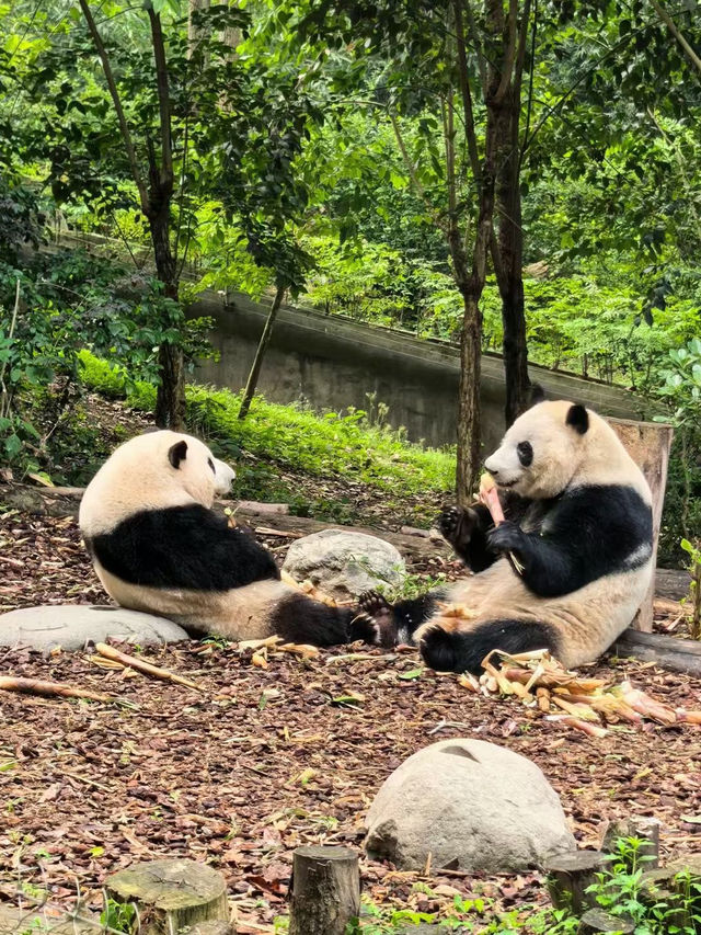 成都大熊貓繁育研究基地遊覽攻略