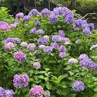 【東京賞繡球花秘地！多摩川台公園人少花又多～】
