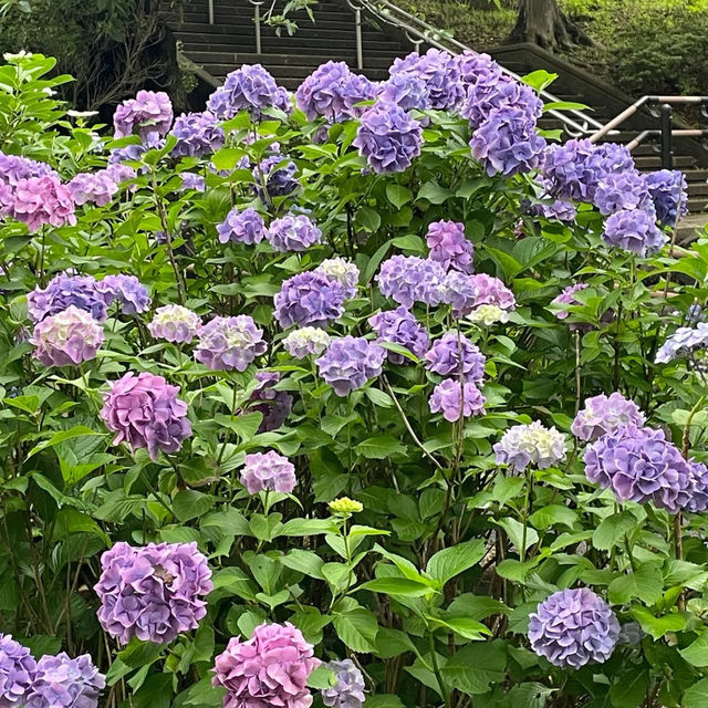 【東京賞繡球花秘地！多摩川台公園人少花又多～】
