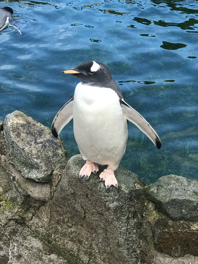 Must Visit - Edinburgh Zoo! 