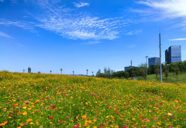 Heaven on Earth in Tianfu, Why Go to Western Sichuan? | Xinglong Lake Gesang Flower Field Guide