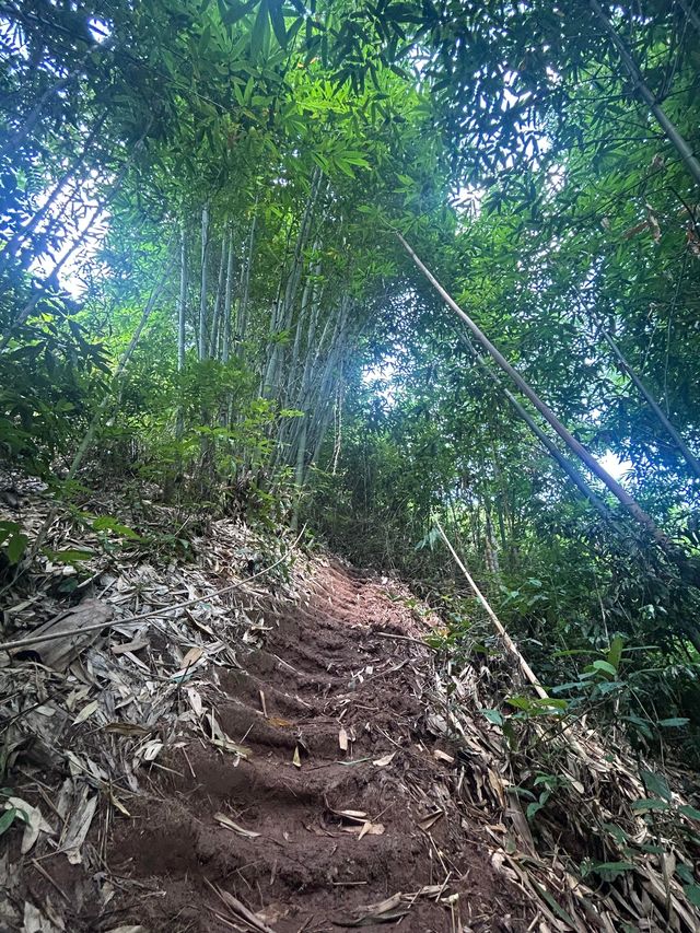 基諾山雨林遠足｜當快樂馬騮嘅24小時爆笑實錄酸螞