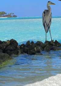 Paradise on Earth: Sun, Sea, and Luxury