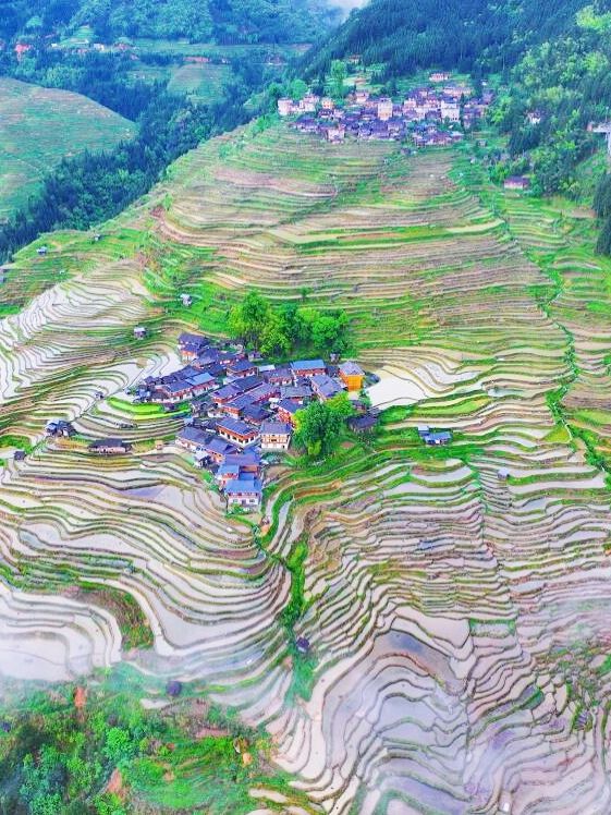 貴州秘境｜加榜梯田2025最新旅行攻略比龍脊更早金黃！
