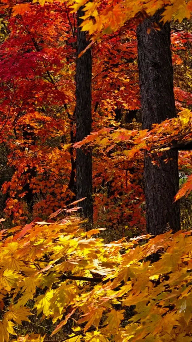 Changchun Travel Guide