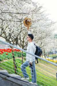 寧波前灣賞花攻略｜春日限定浪漫，邂逅花海
