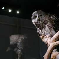 🦉 Helsinki Natural History Museum – Birds, Skeletons & Tigers