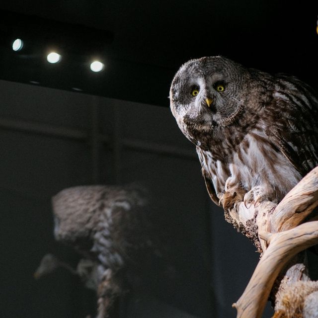 🦉 Helsinki Natural History Museum – Birds, Skeletons & Tigers