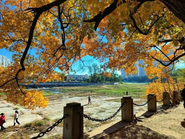 大連西山水庫賞楓指南：藏在市區的秋日限定紅韻