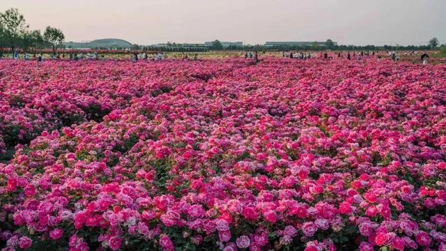 空港新城雲間花海 | 免費開放的花海秘境&飛機同框攻略 空港新城雲間花海 | 免費開放的花海秘境&飛機同框攻略