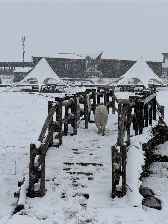 下雪的伊犁那拉提空中草原