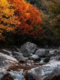 登封秋日漫遊，邂逅紅葉浪漫 