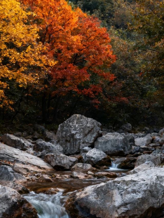 登封秋日漫遊，邂逅紅葉浪漫 