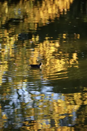 Spending a lazy autumn day in Seattle