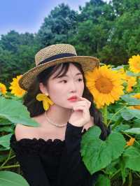 無錫免費向日葵花海闖入梵高的金色夢境。