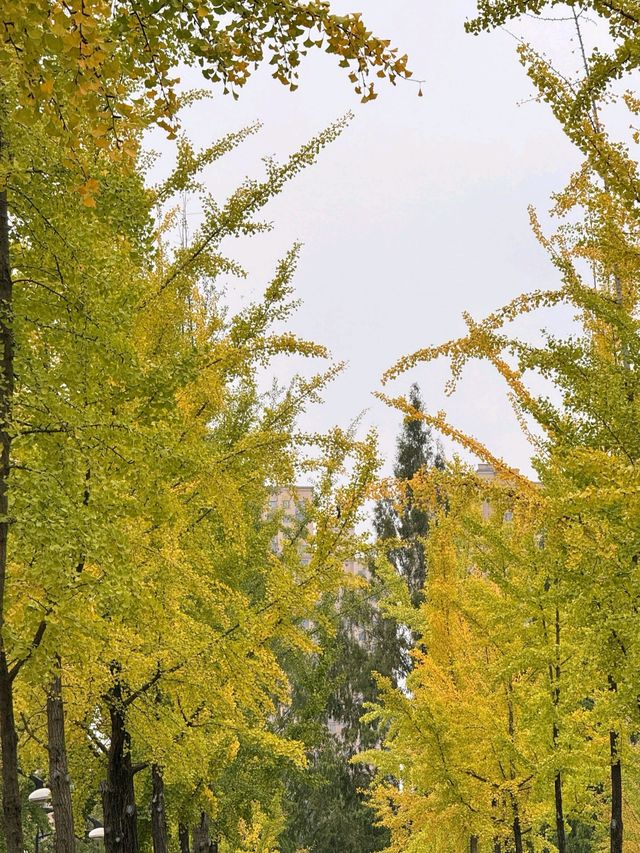 西安銀杏季限時美景