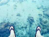 🌊 宿霧｜與鯨鯊共游的那片湛藍記憶