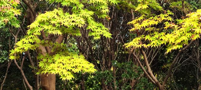 紅楓林還是綠色滿園 紅楓林還是綠色滿園