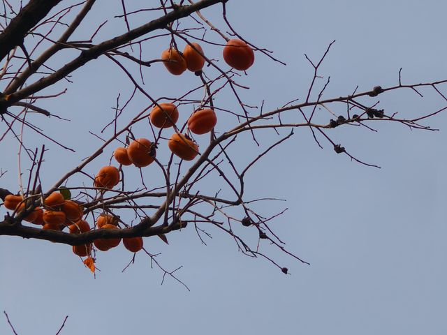 雍和宮的秋｜紅牆銀杏配香火，這才是京城秋韻天花板