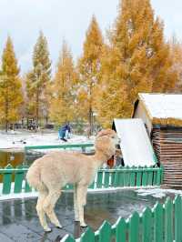 10.19實拍!!長白山下雪美哭了!!