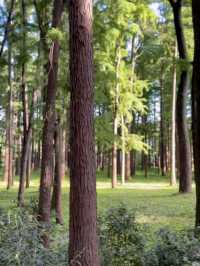 今共青森林公園爆火預警！至少5W人（附攻略）