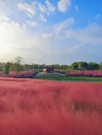 上海秋日限定浪漫，週末快衝！附攻略