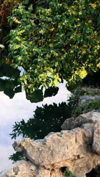 蘇州的秋天|在怡園的桂花香裡,撞見江南最溫柔的時刻