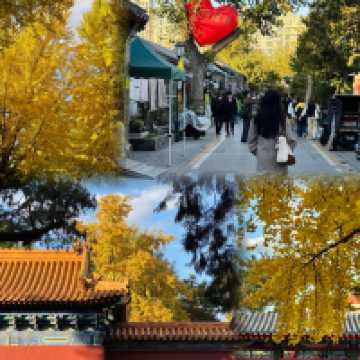 北京絕美秋日暴走路線胡同Citywalk+中山公園賞銀杏