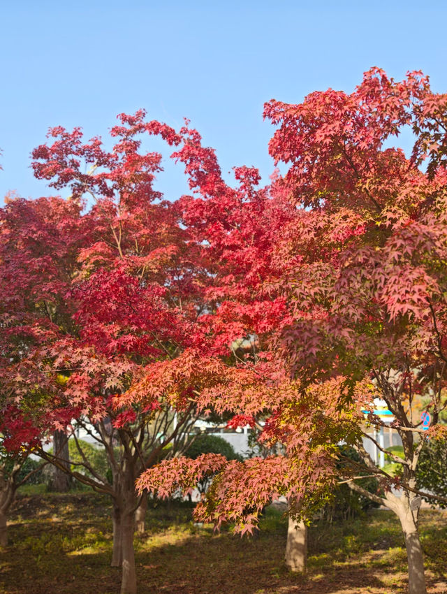 瀋陽世博園秋日漫遊｜治癒系吸氧之旅