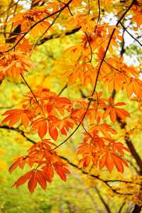 帝都秋色必打卡地